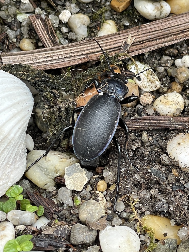 Carabus sp. Ground beetle