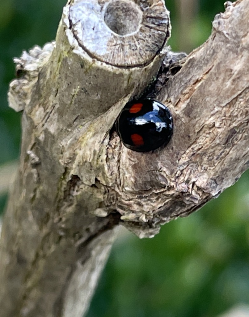Black form of adult two spot ladybird Atalia 2 punctata