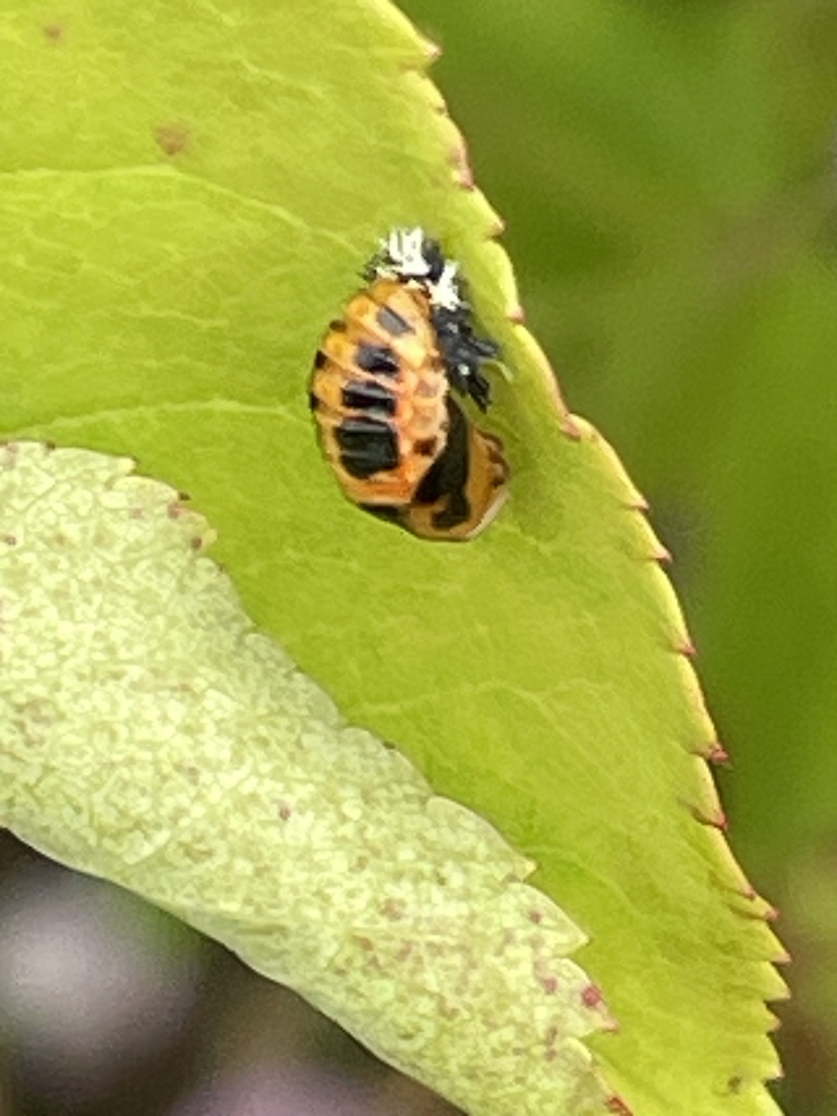 Larva of Harlequin Ladybird