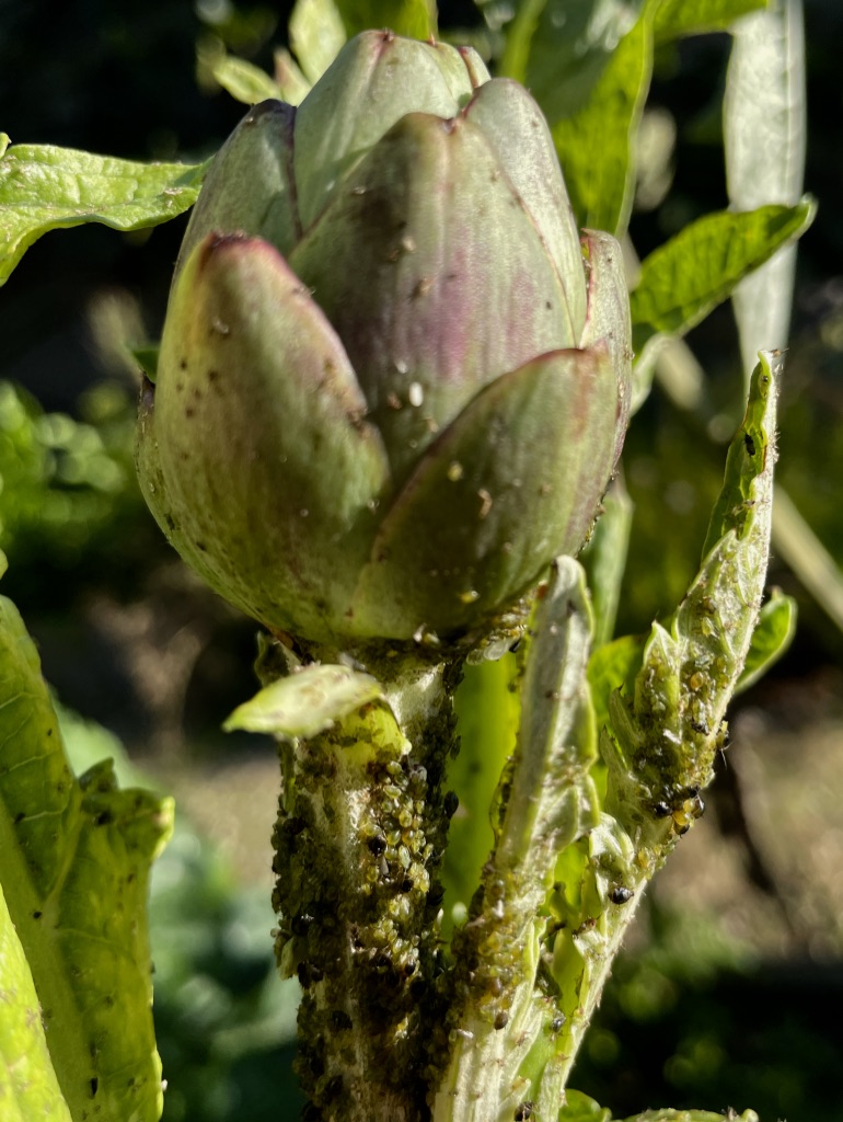 Mixed aphids on artichoke stem