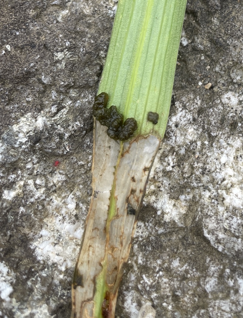 Larvae on lily leaf