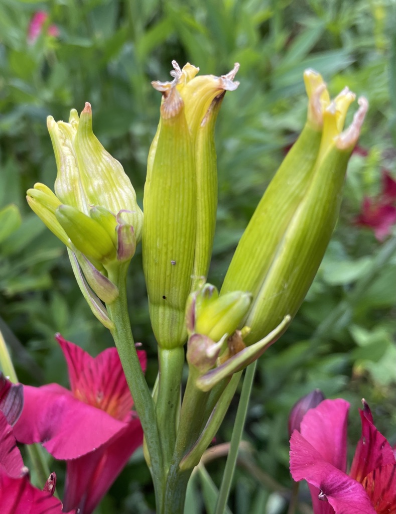 Distorted bud of Hemerocallis Hyperion to the left of normal buds