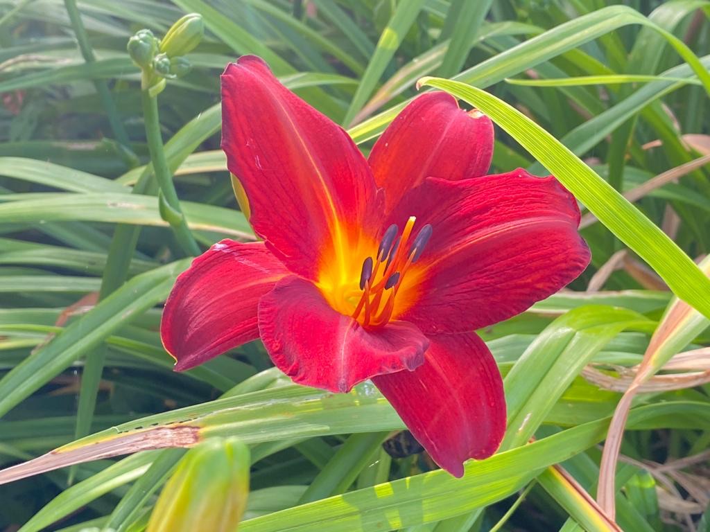 Late-flowering Hemerocallis Stafford seems to be unaffected