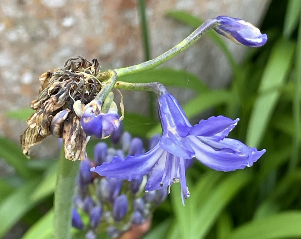 Photo 16 Agapanthus flowers affected by gall midge