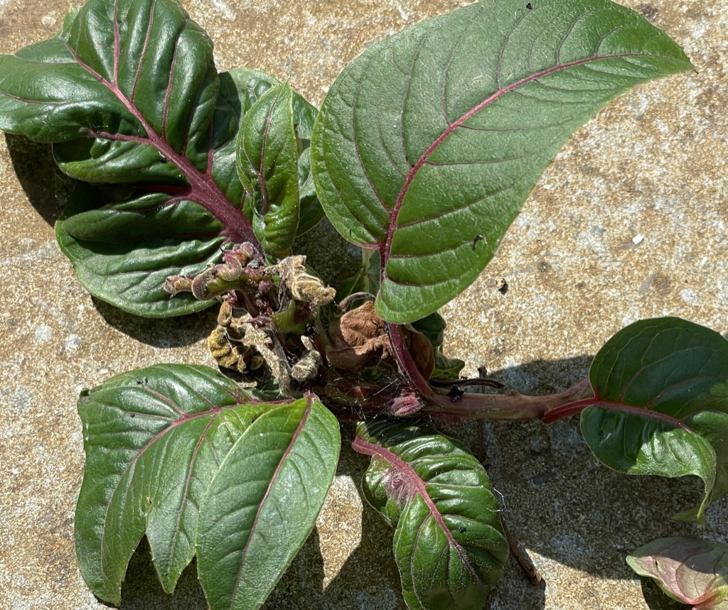 Fuchsia Gall mite
