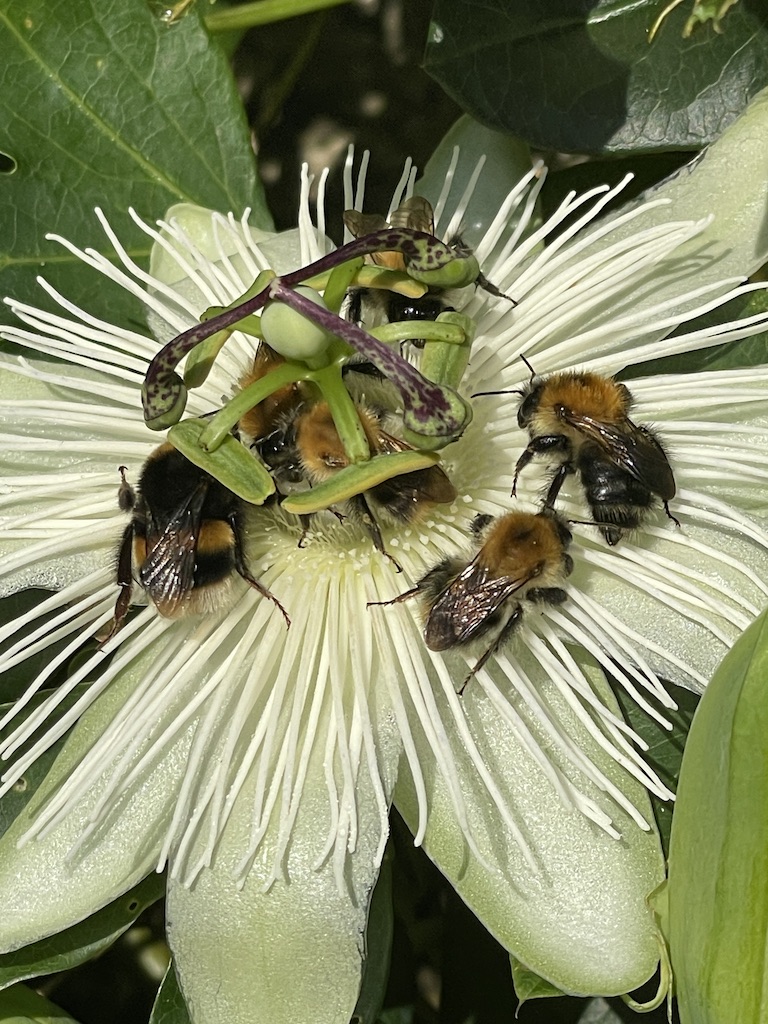 Buff tailed bumblebee and common carder bees on passionflower