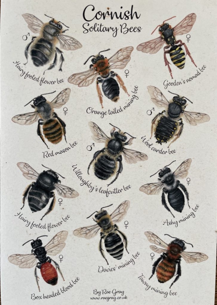 Cornish Solitary Bees illustrated by Falmouth artist Rae Gray, with permission.