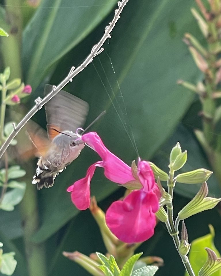 Marmalade hoverflies on Argemone poppy
