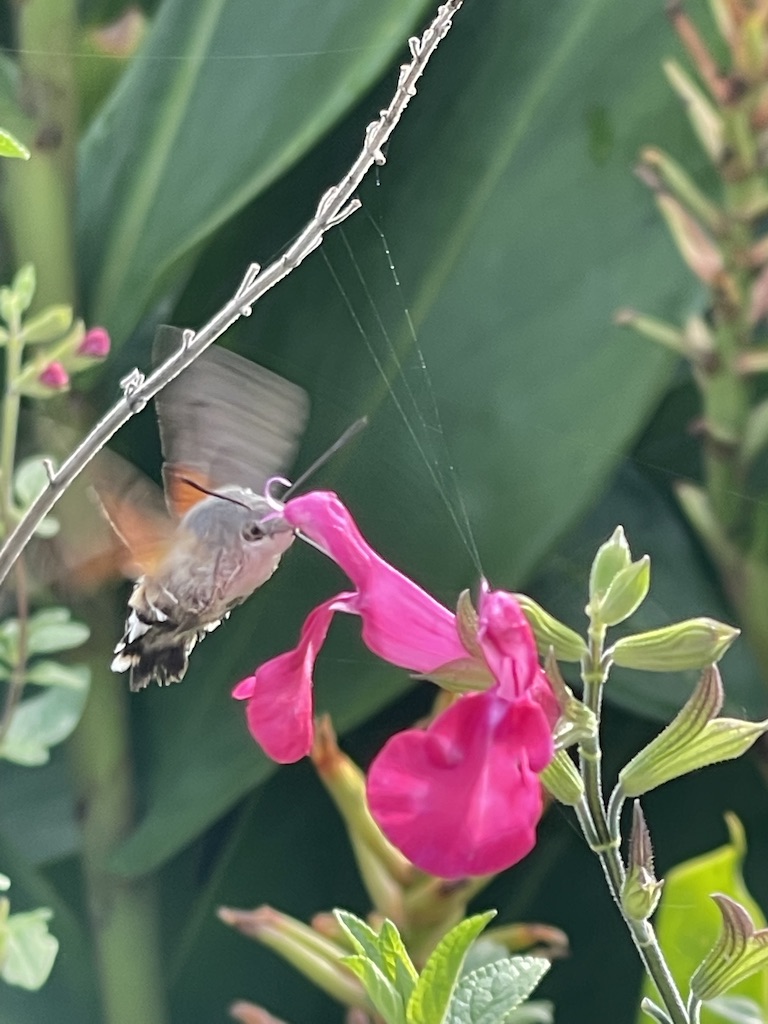 Marmalade hoverflies on Argemone poppy