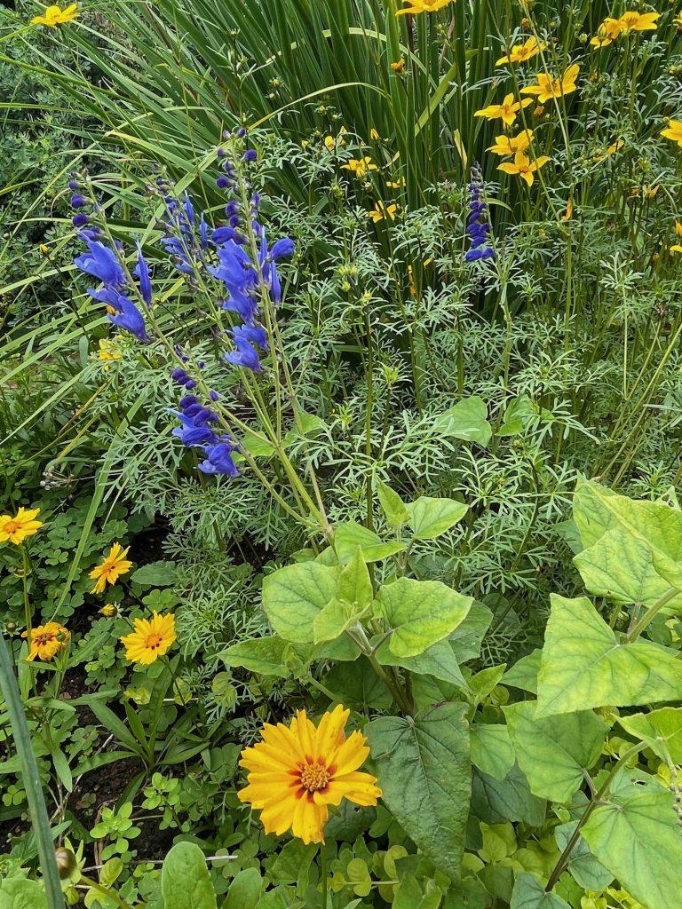 Intricate planting in blue and yellow