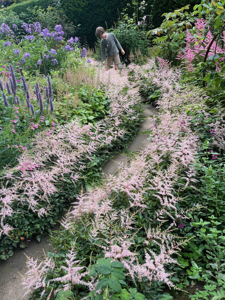 Astilbe used as a path border