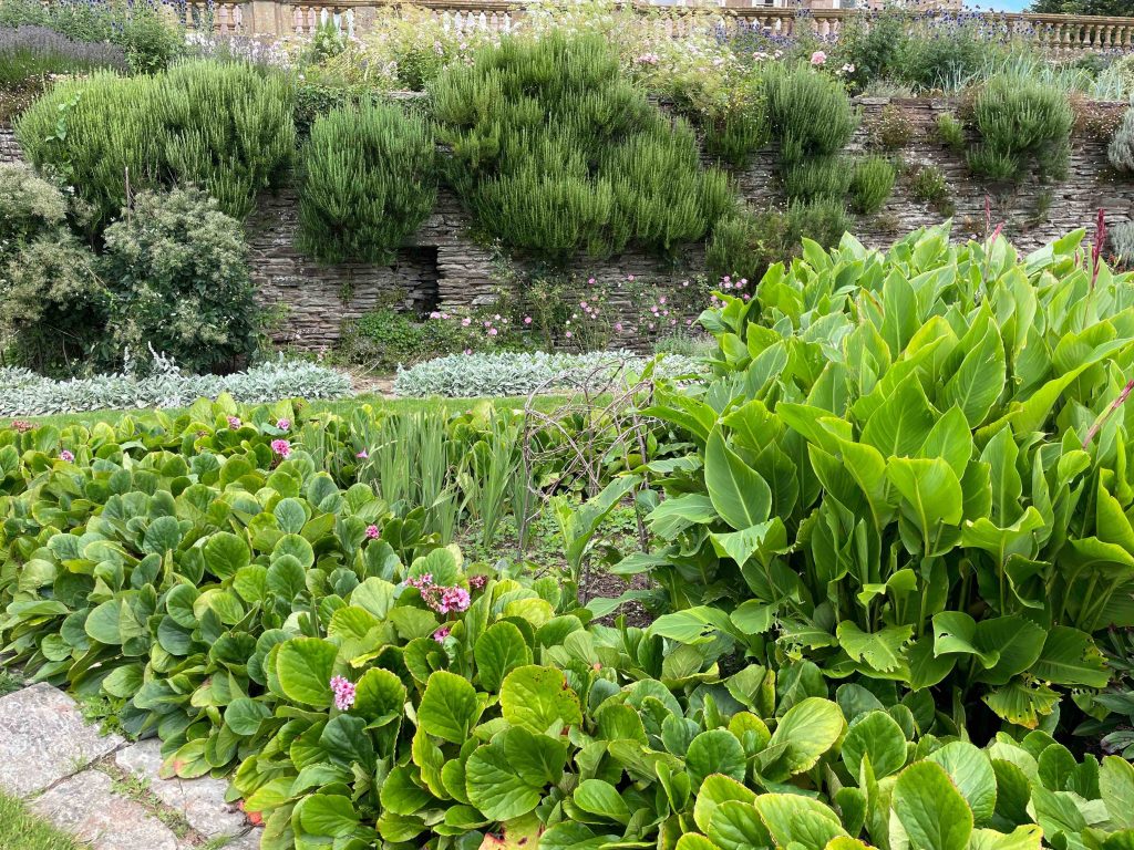 Bergenia and Canna in the Great Platt