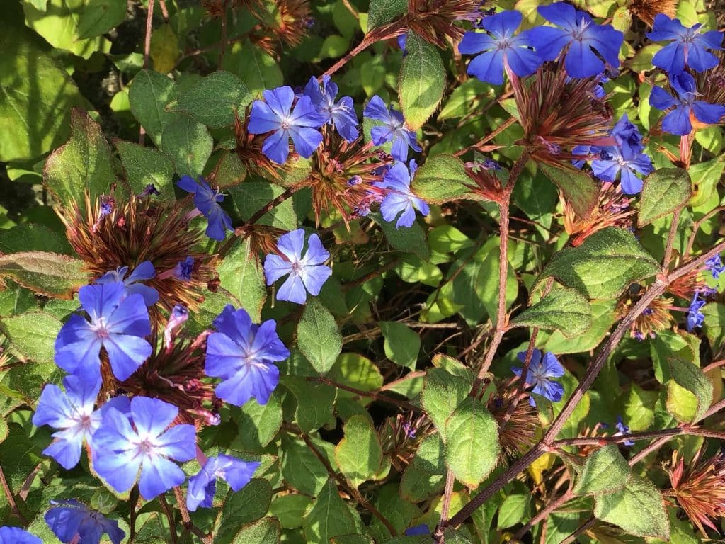 Ceratostigma wilmottiana