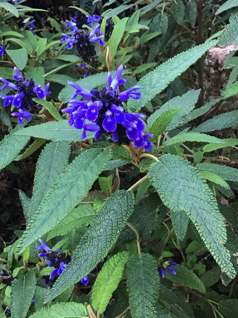 Salvia corrugata