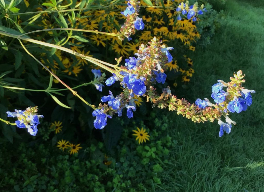  Salvia uliginosa