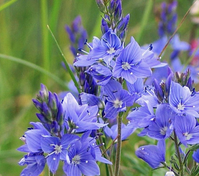 Veronica austriaca