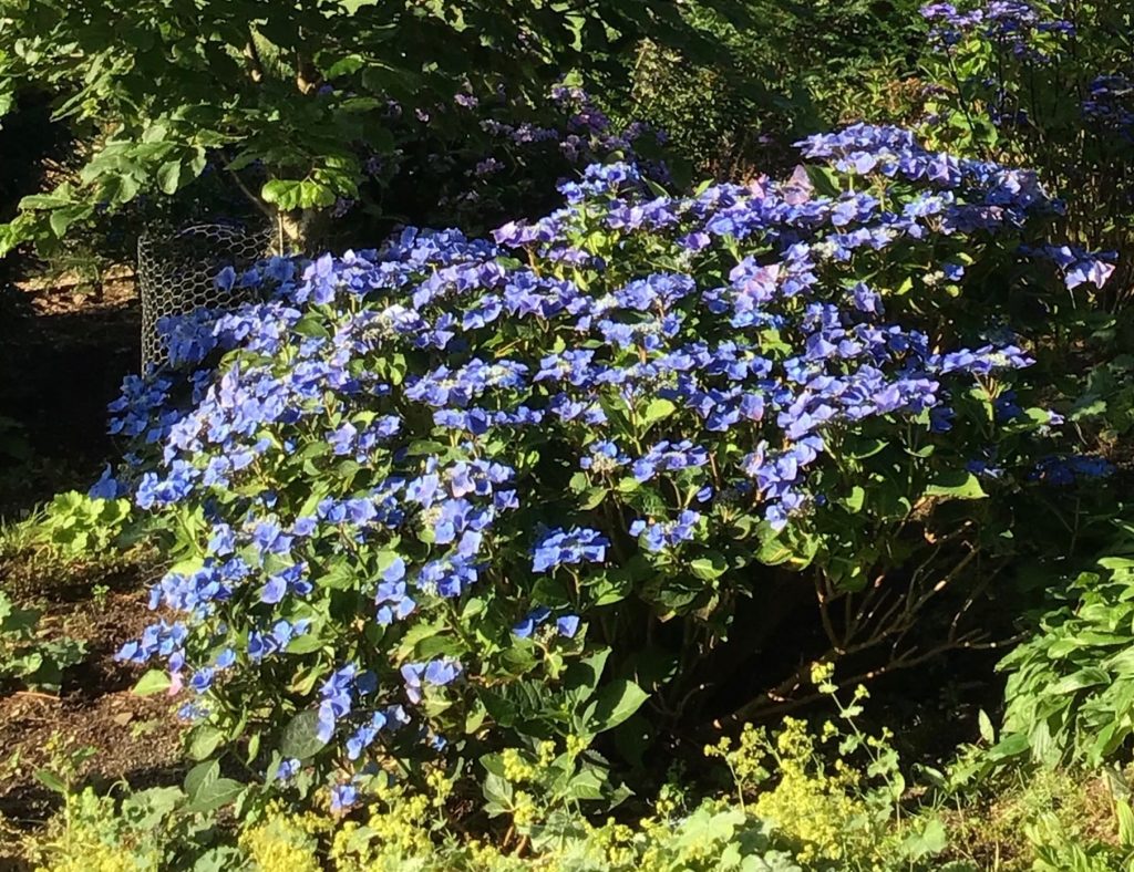 Ceanothus arboreus Skylark