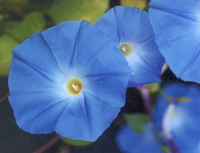 Ipomoea tricolor