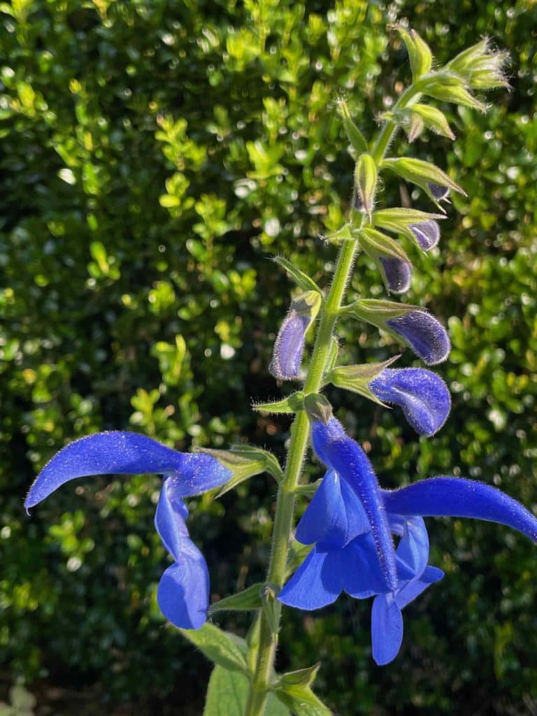 Salvia patens