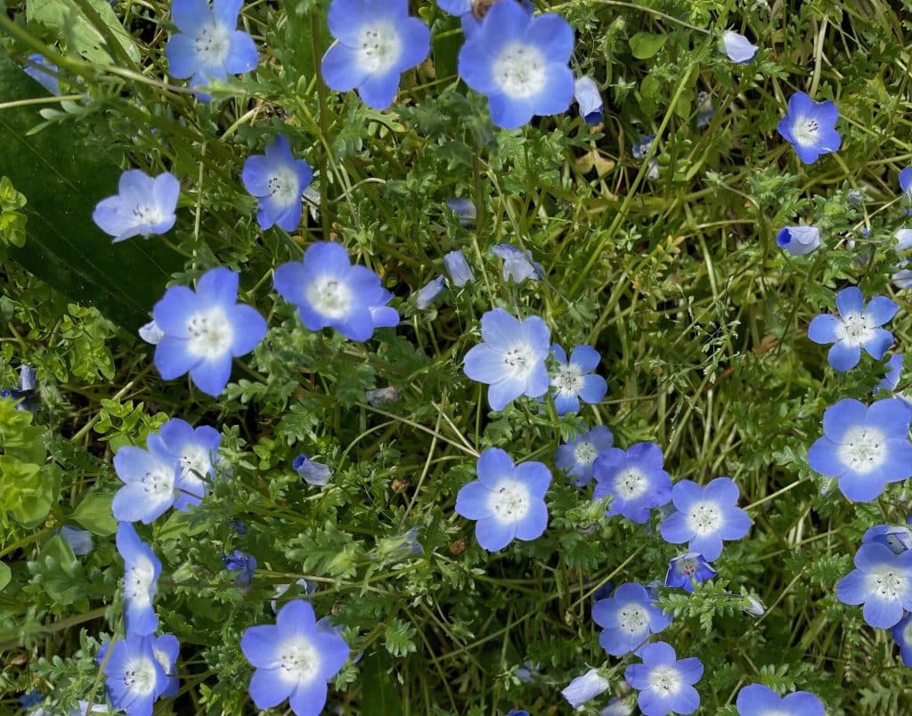 Nemophila menziesii