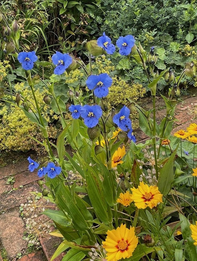 Commelina Sp