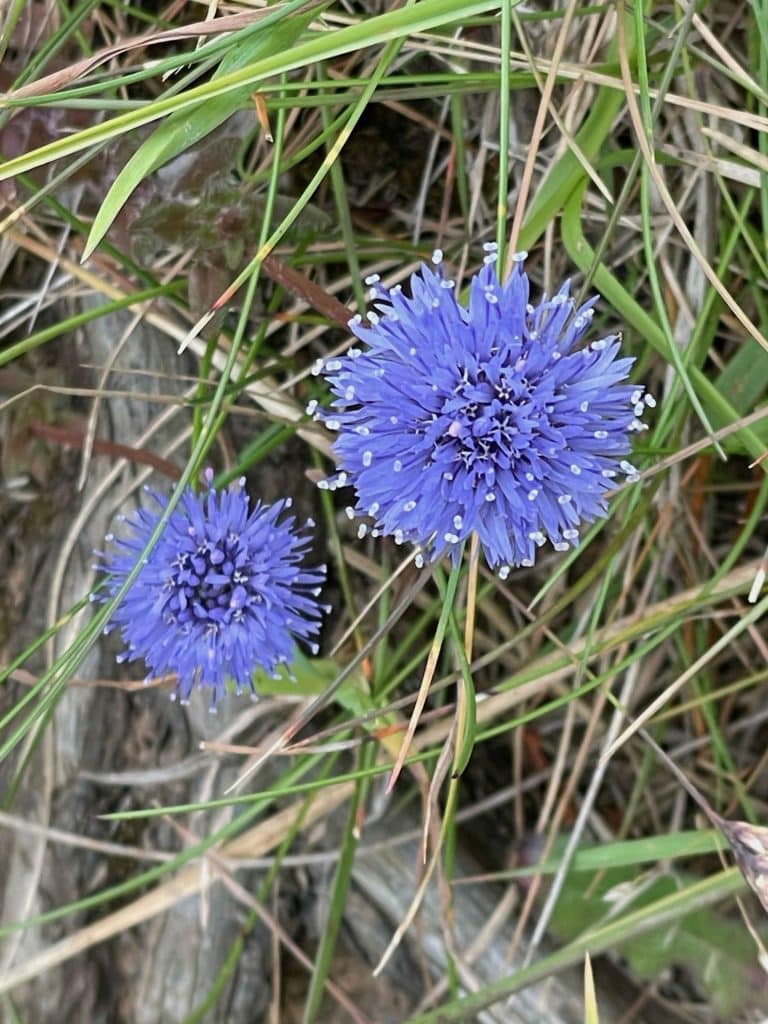 Jasione marítima