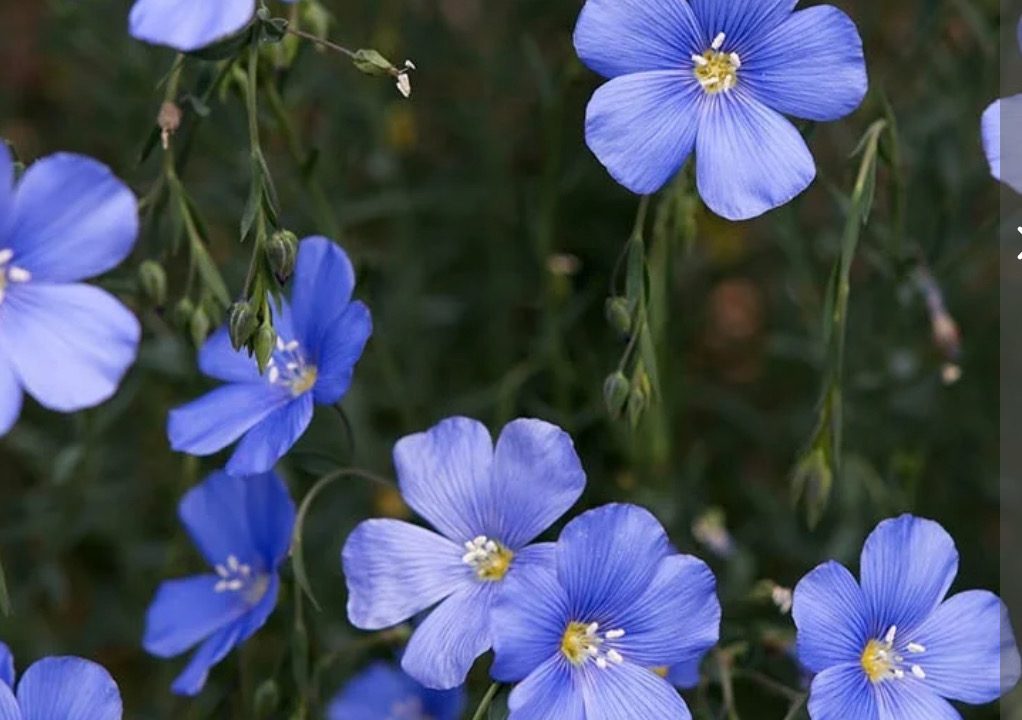 Linum perenne