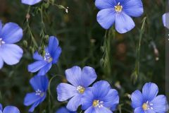 Linum perenne