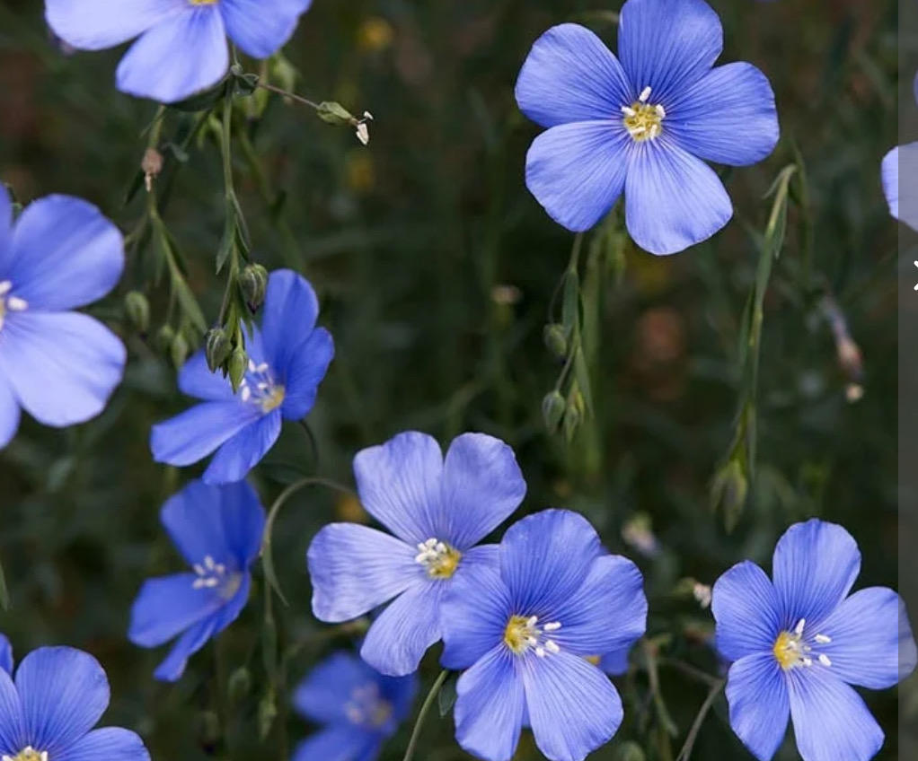 Linum perenne