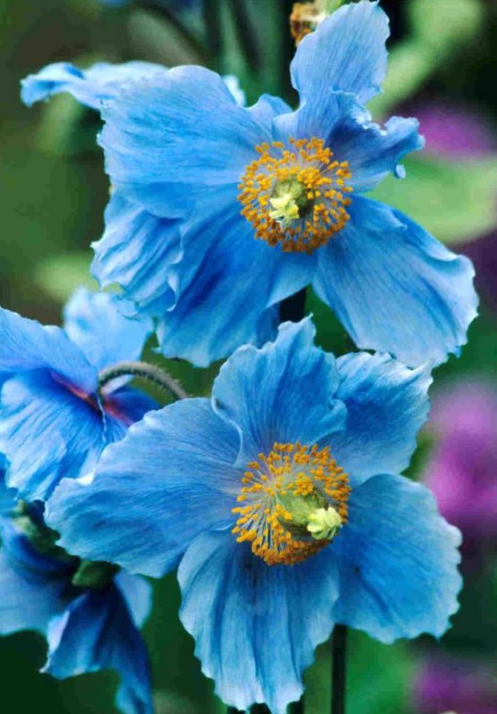 Meconopsis betonicifolia