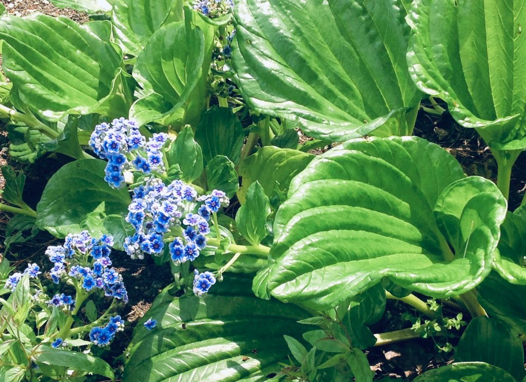 Myosotidium hortensia