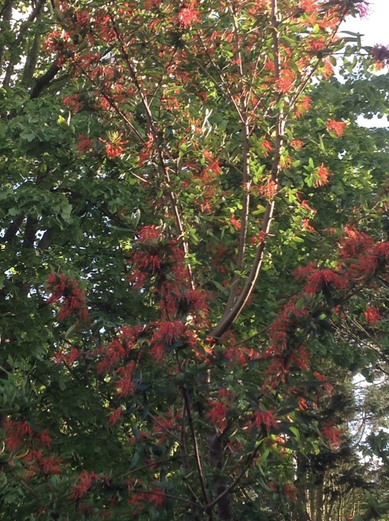 Embothrium coccineum