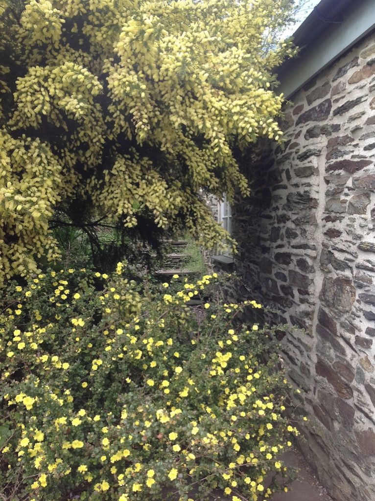 Acacia verticillata with Hibbertia scandens