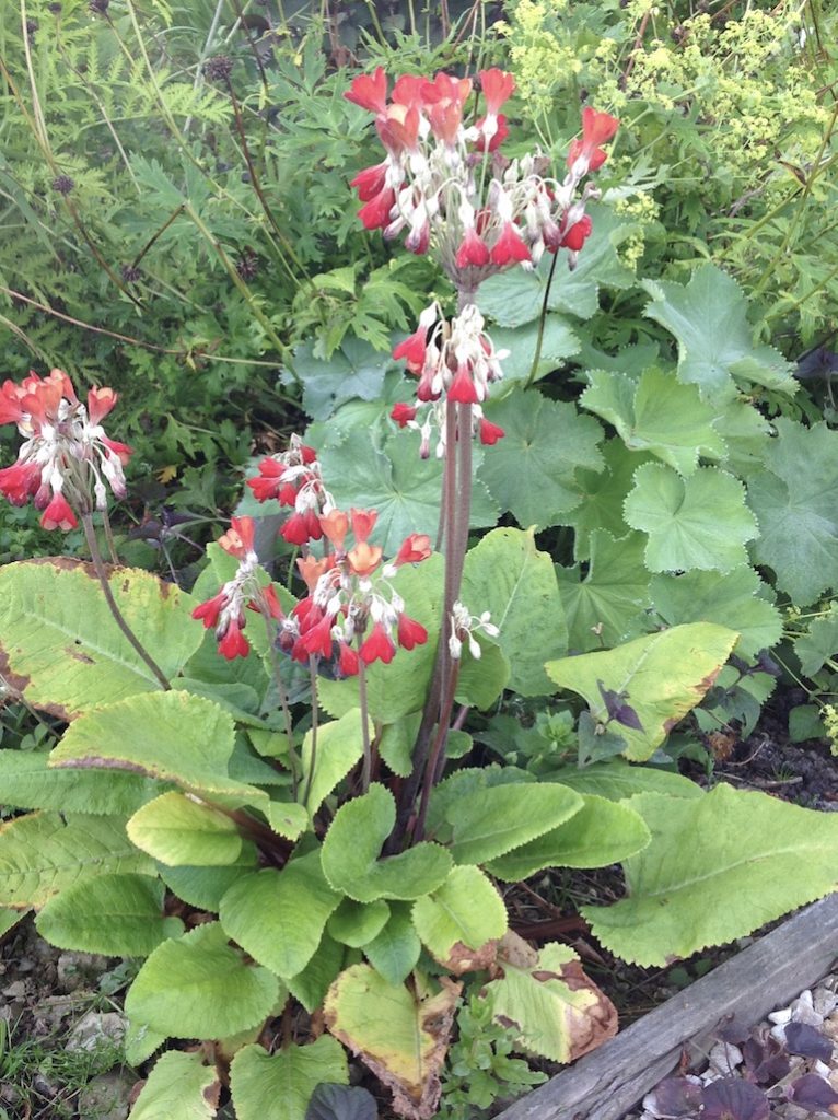 Primula florindae Red Shades