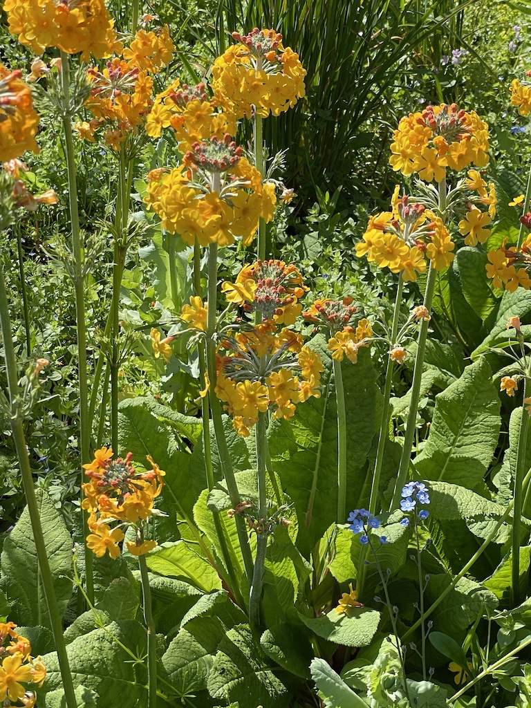 Primula bulleyana