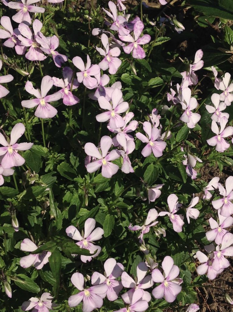 Viola cornuta Victoria’s Blush