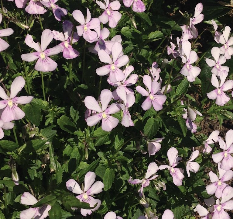 Viola cornuta Victoria’s Blush