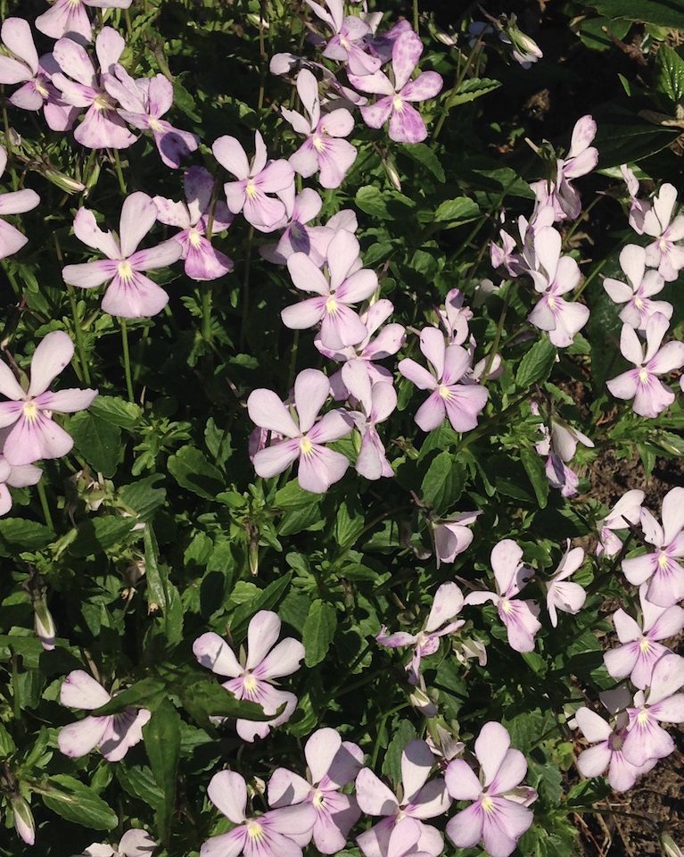 Viola cornuta Victoria’s Blush