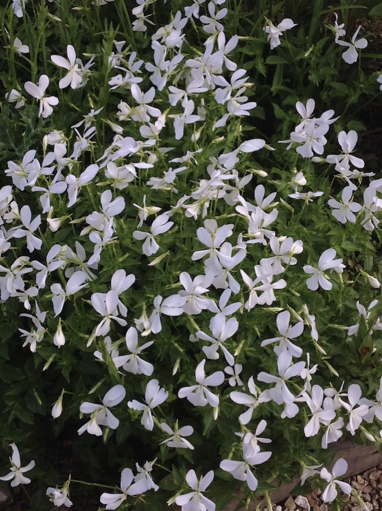 Viola cornuta Alba