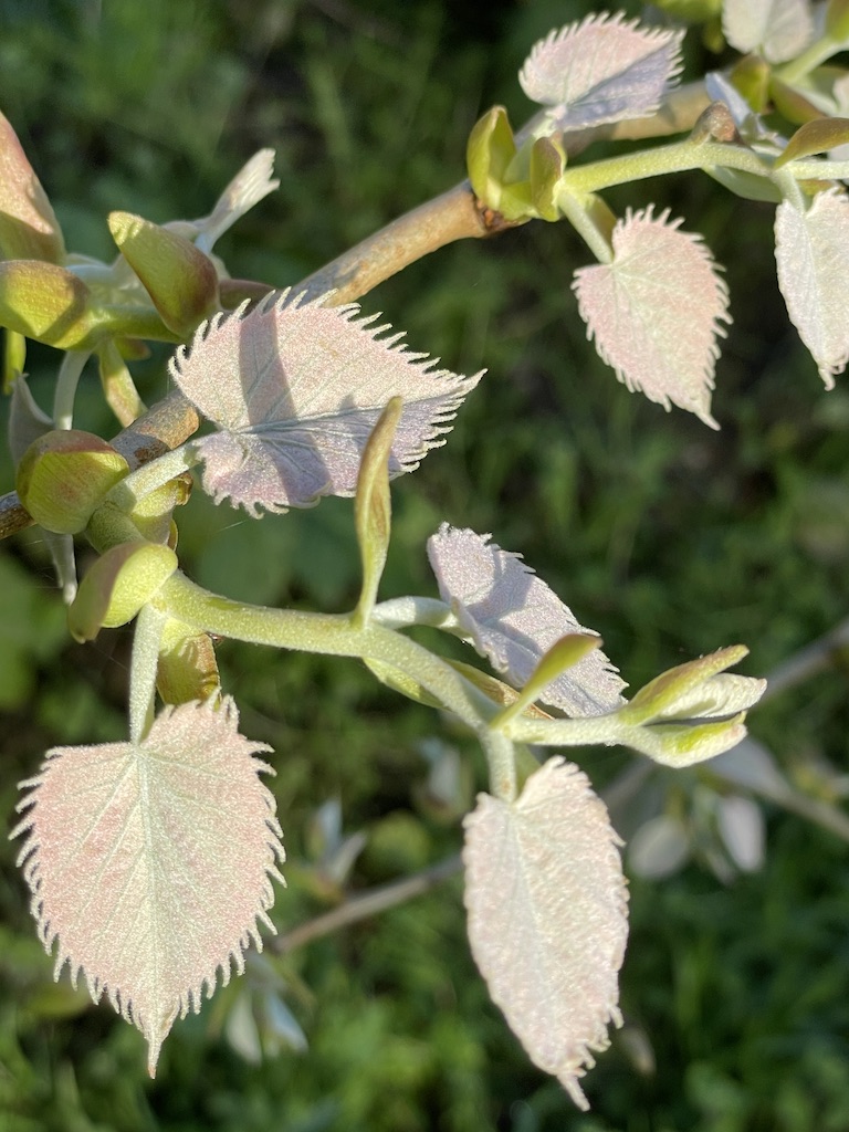 Tilia henryana young shoots.