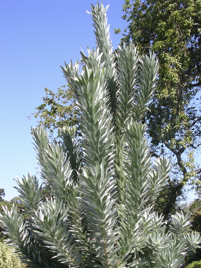 Leucodendron argenteum