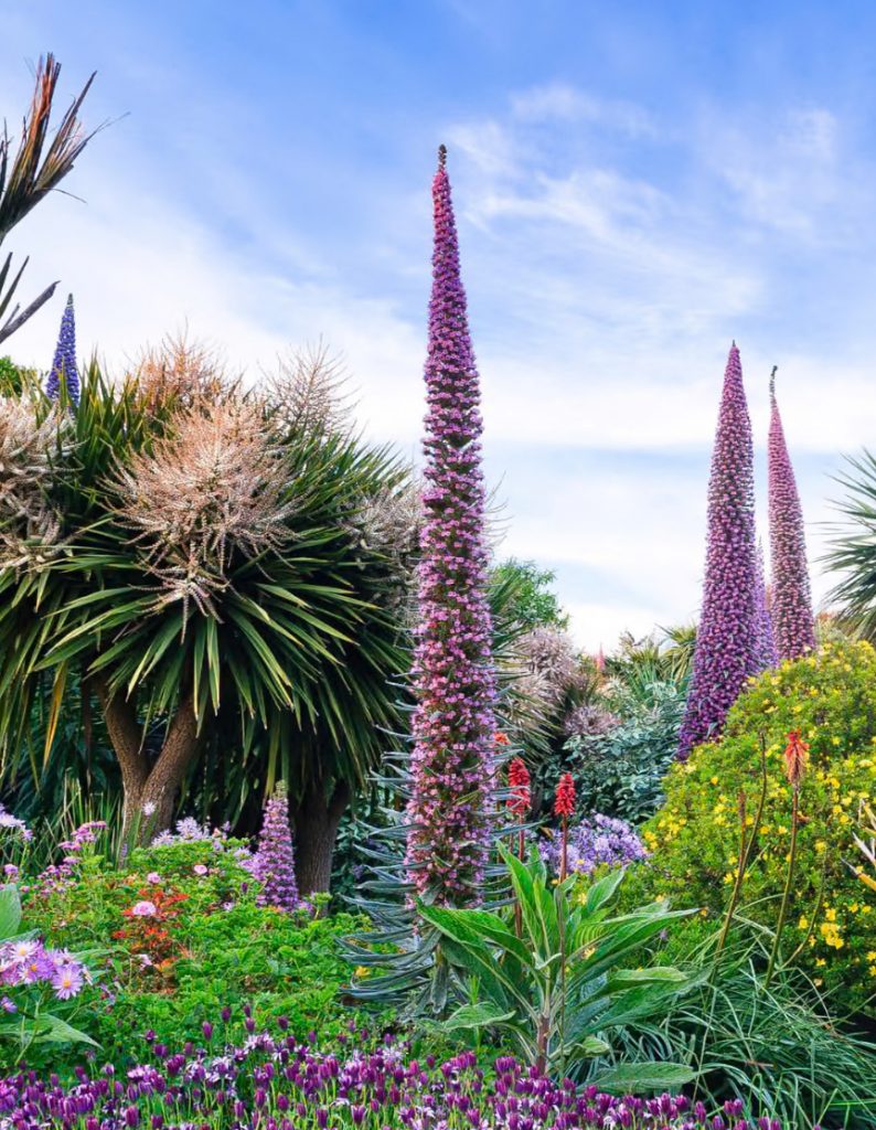 Echium pininana