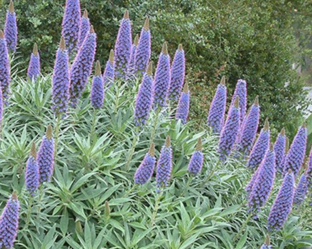 Echium fastuosum