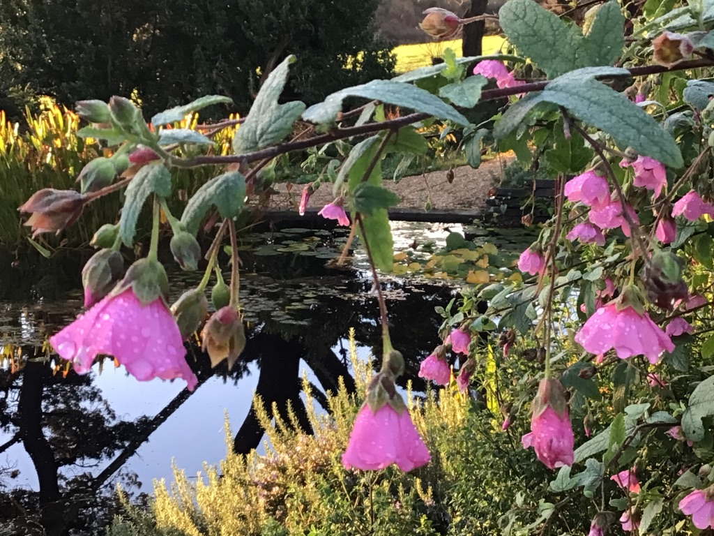 Anisodontea capensis