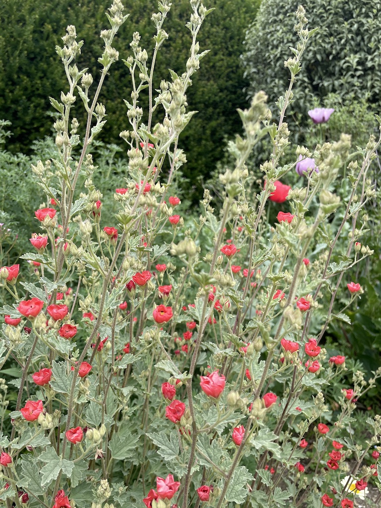 Sphaeralcea ambigua