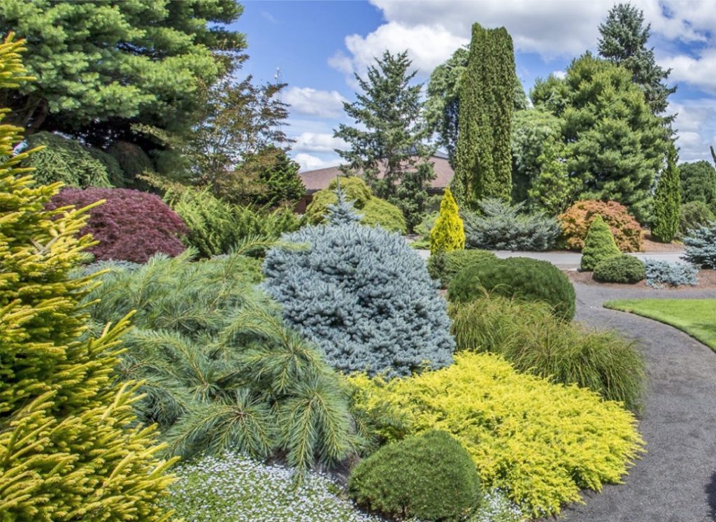 A conifer garden