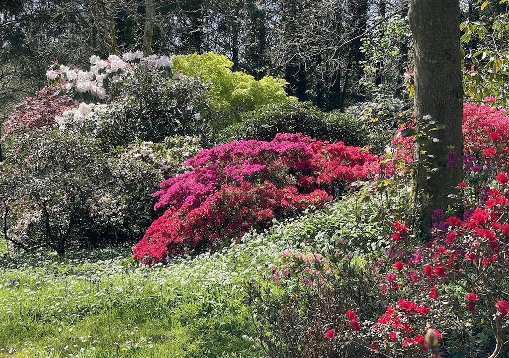 A cornish garden