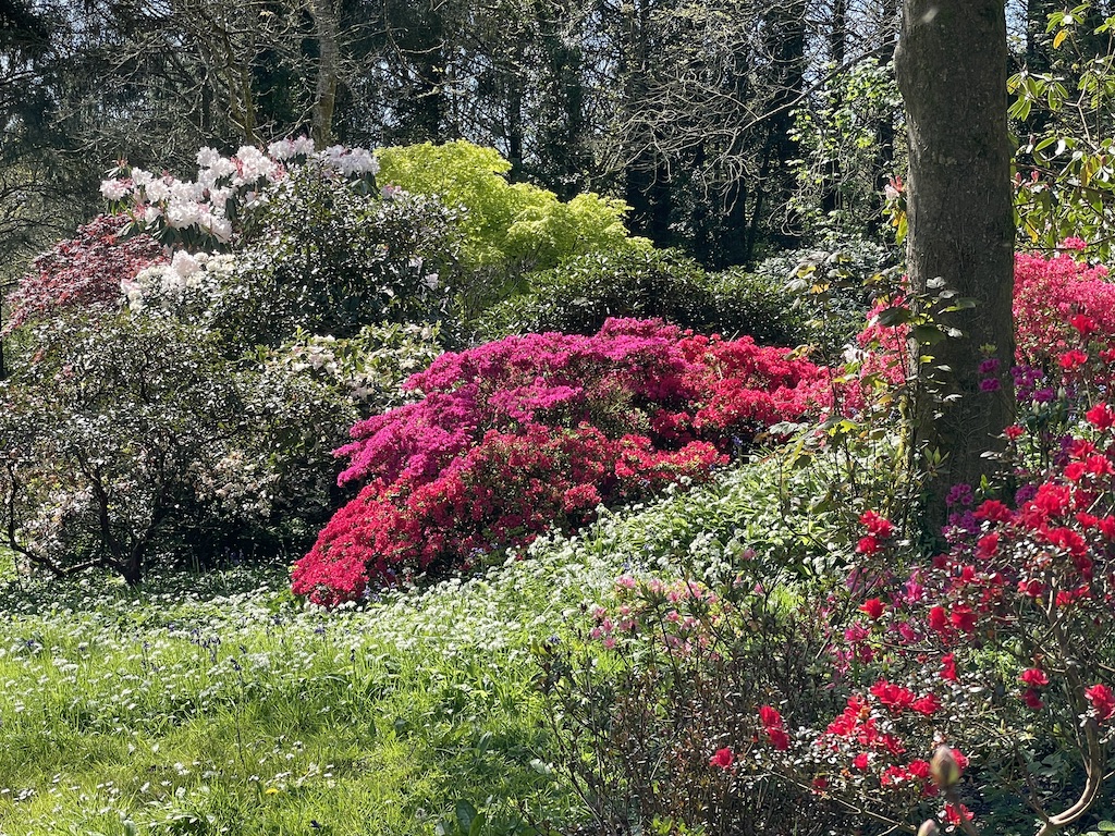 A cornish garden