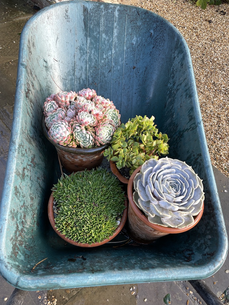 Migrating succulents