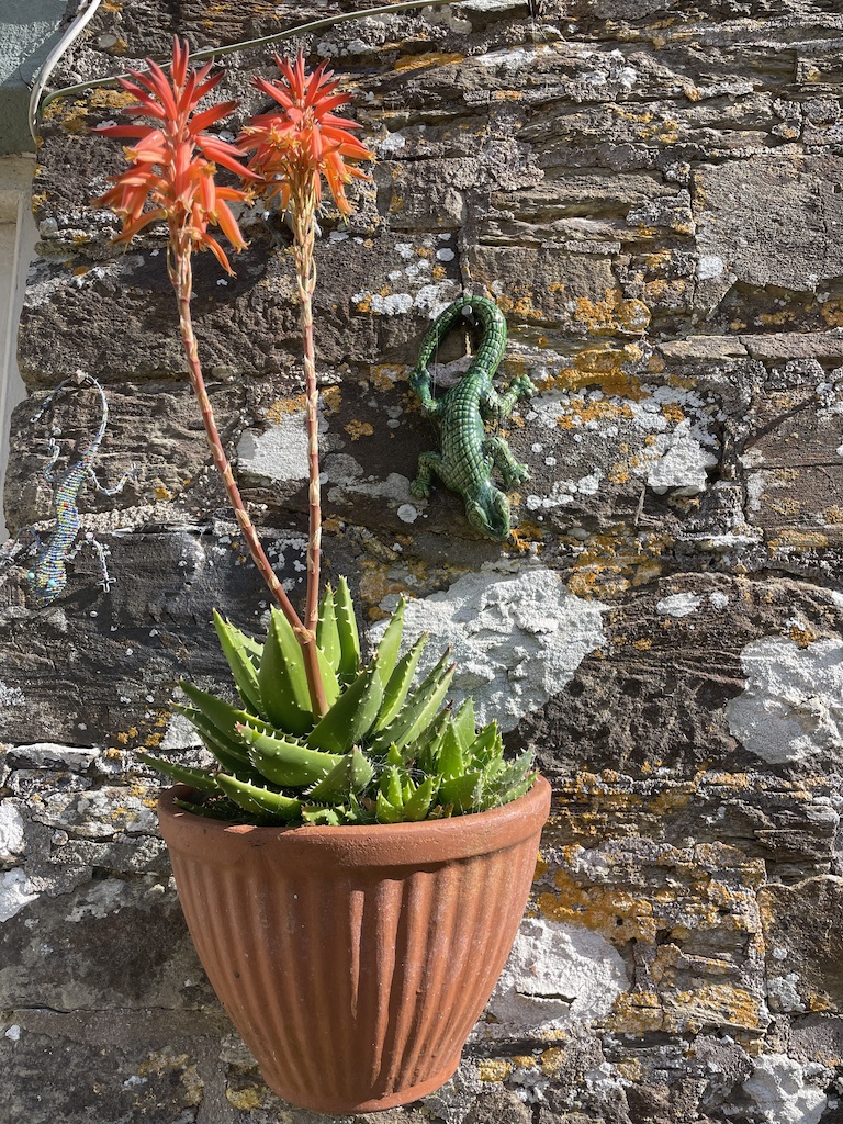 Aloe in wall pot